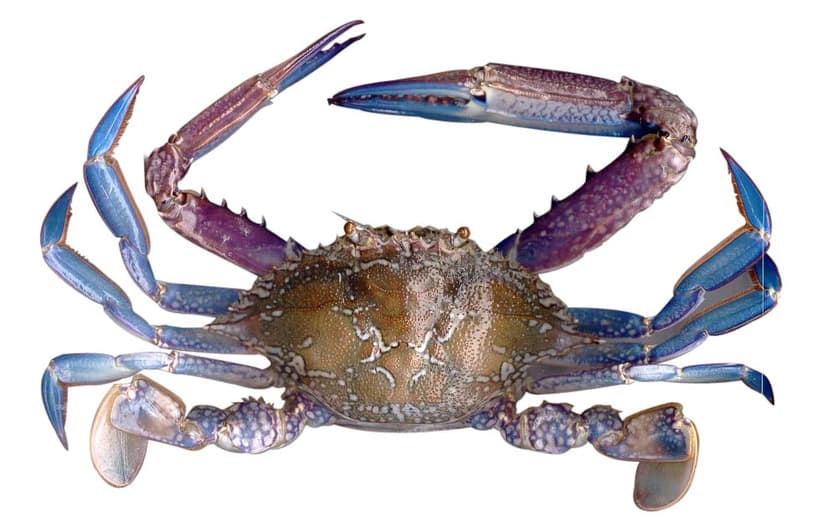 Blue Swimmer Crabs