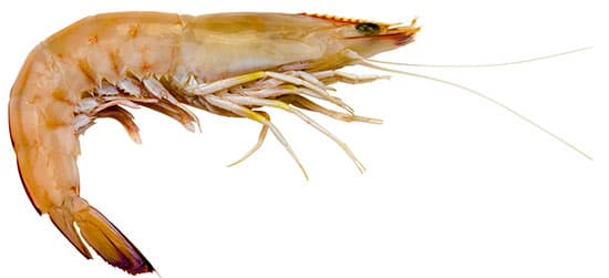 Eastern King Prawn