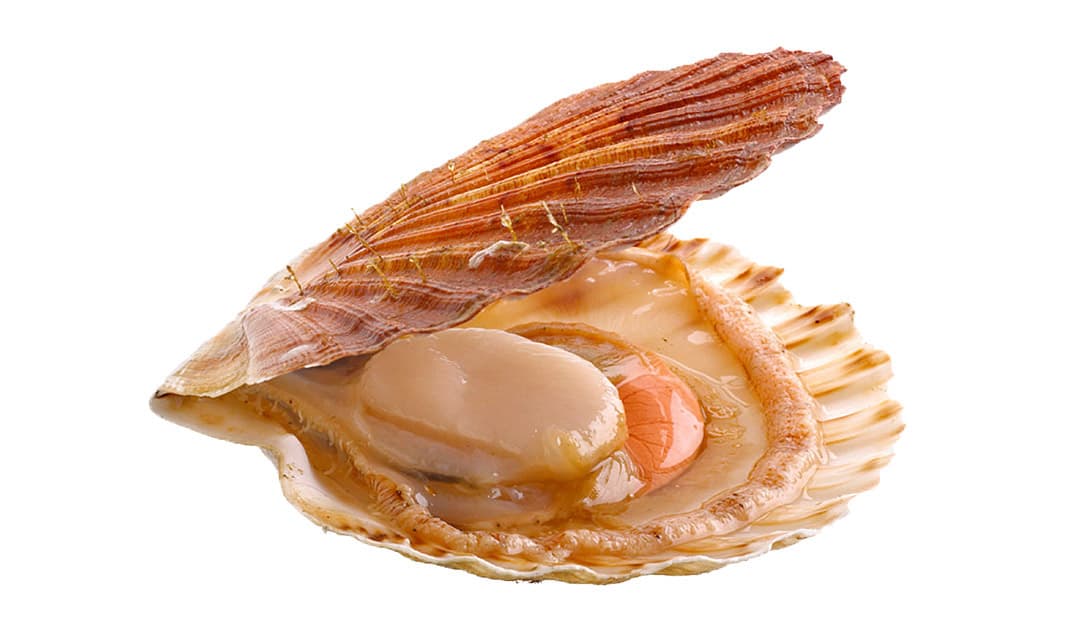 Queensland Scallop